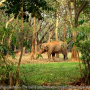 Bangladesh Natinal Zoo_19